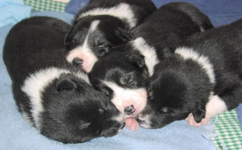 Litter 2 faces