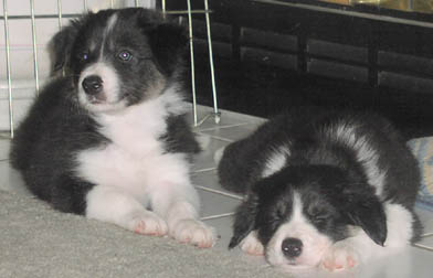 Indy and Jessie
