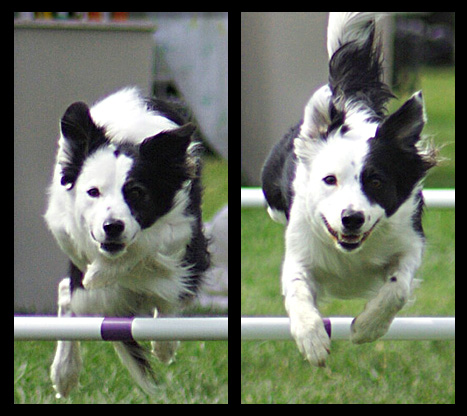 Chloe-Dazzle