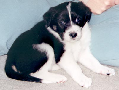 Comet - 5 weeks