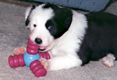 Chloe - pup