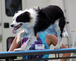 Dazzle - dog walk