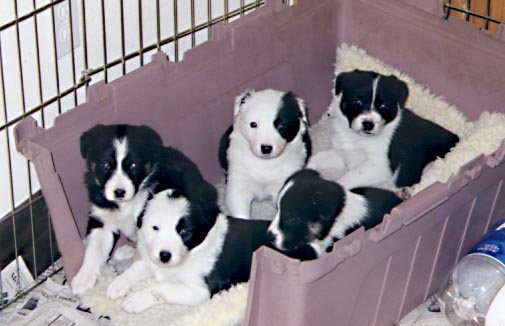 Litter 1 group