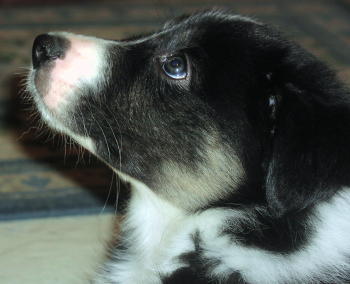 Indy - pup
