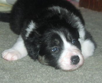 Jessie - pup