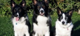 Skor, Indy and Twig, Three Generations of Acme Border Collies